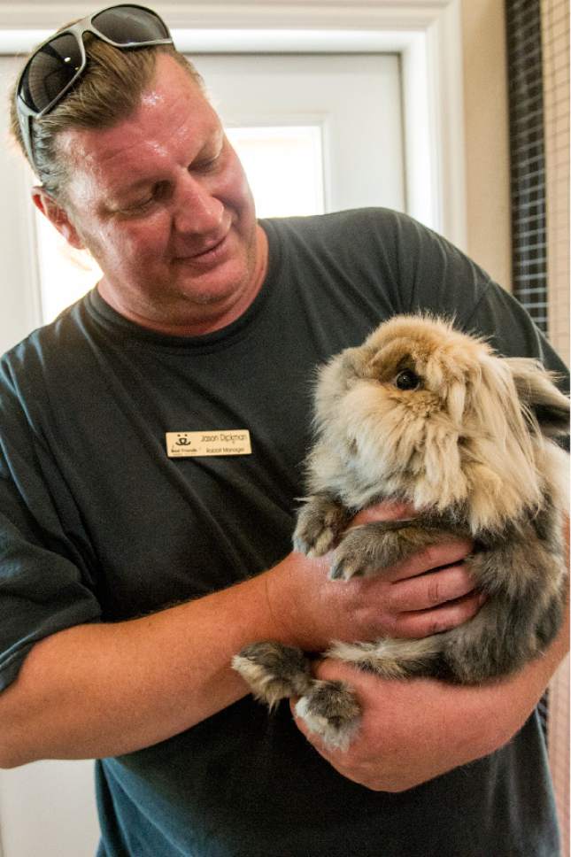 Leah Hogsten  |  The Salt Lake Tribune
"Rabbits are a big gut, surrounded by fur," said Best Friends rabbit manager Jason Dickman, center, holding a brown Lionhead rabbit. Dickman oversees 130 rabbits at the sanctuary