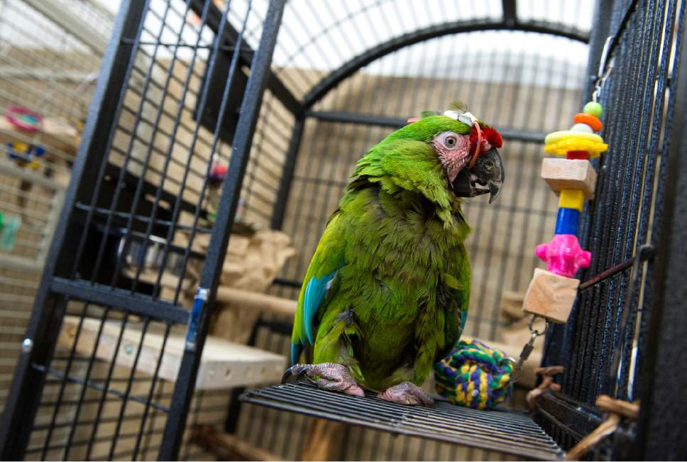 Leah Hogsten  |  The Salt Lake Tribune
Louie, a Military Macaw, recuperates after sinus surgery. Best Friends saves thousands of animals every year as the nation's largest no-kill sanctuary, encompassing some 3,700 acres about 5 miles outside Kanab.