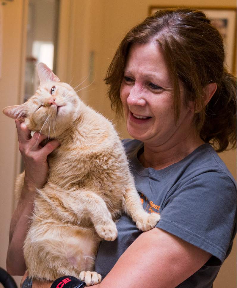 Leah Hogsten  |  The Salt Lake Tribune
Best Friends caregiver Mary Dulka gives scratches to Gilly, who is also known as the "mayor" of the feline leukemia-positive building. Best Friends saves thousands of animals every year as the nation's largest no-kill sanctuary, encompassing some 3,700 acres about 5 miles outside Kanab.