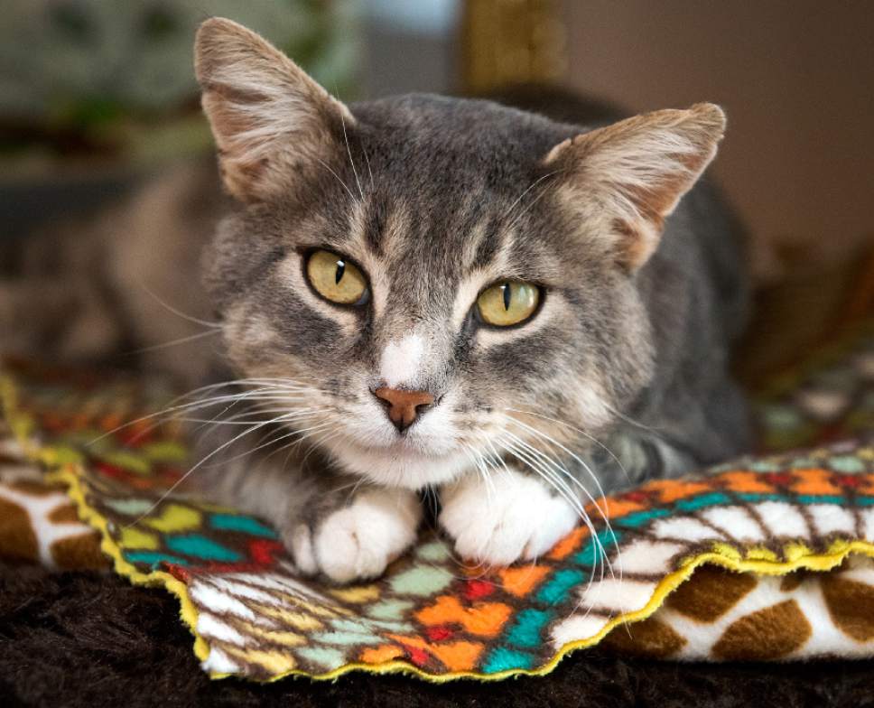 Leah Hogsten  |  The Salt Lake Tribune
Peter is a new patient member to Cat World at Best Friends. Best Friends saves thousands of animals every year as the nation's largest no-kill sanctuary, encompassing some 3,700 acres about 5 miles outside Kanab.