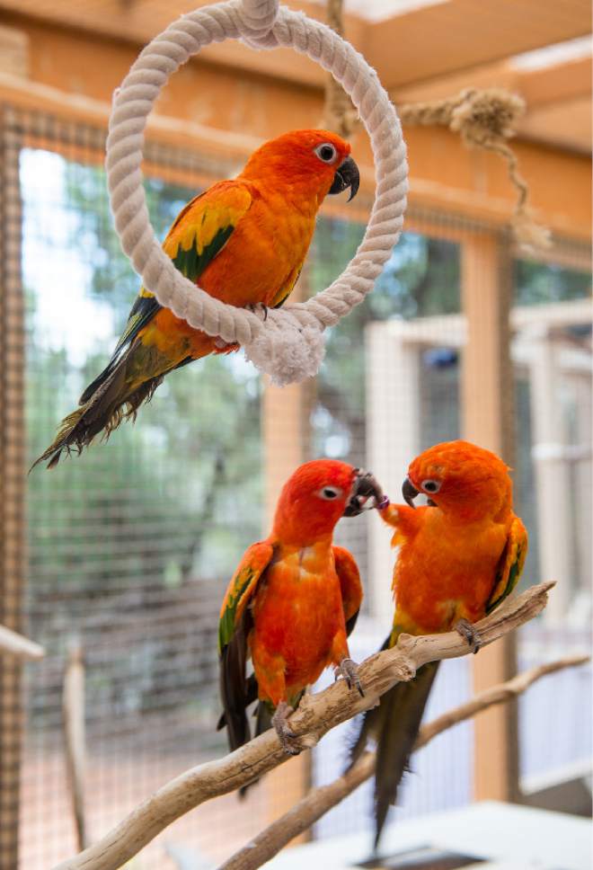 Leah Hogsten  |  The Salt Lake Tribune
Sibling rilvalry- a trio of sibling Sun Conures work through their issues. Best Friends saves thousands of animals every year as the nation's largest no-kill sanctuary, encompassing some 3,700 acres about 5 miles outside Kanab.