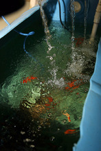 utahn growing crops — one fish at a time - the salt lake